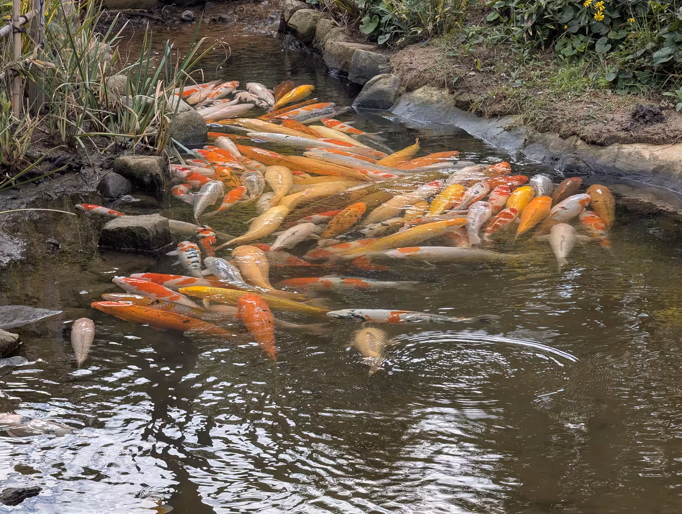 A lot of large goldfish piling up at the creek feeding the lake.