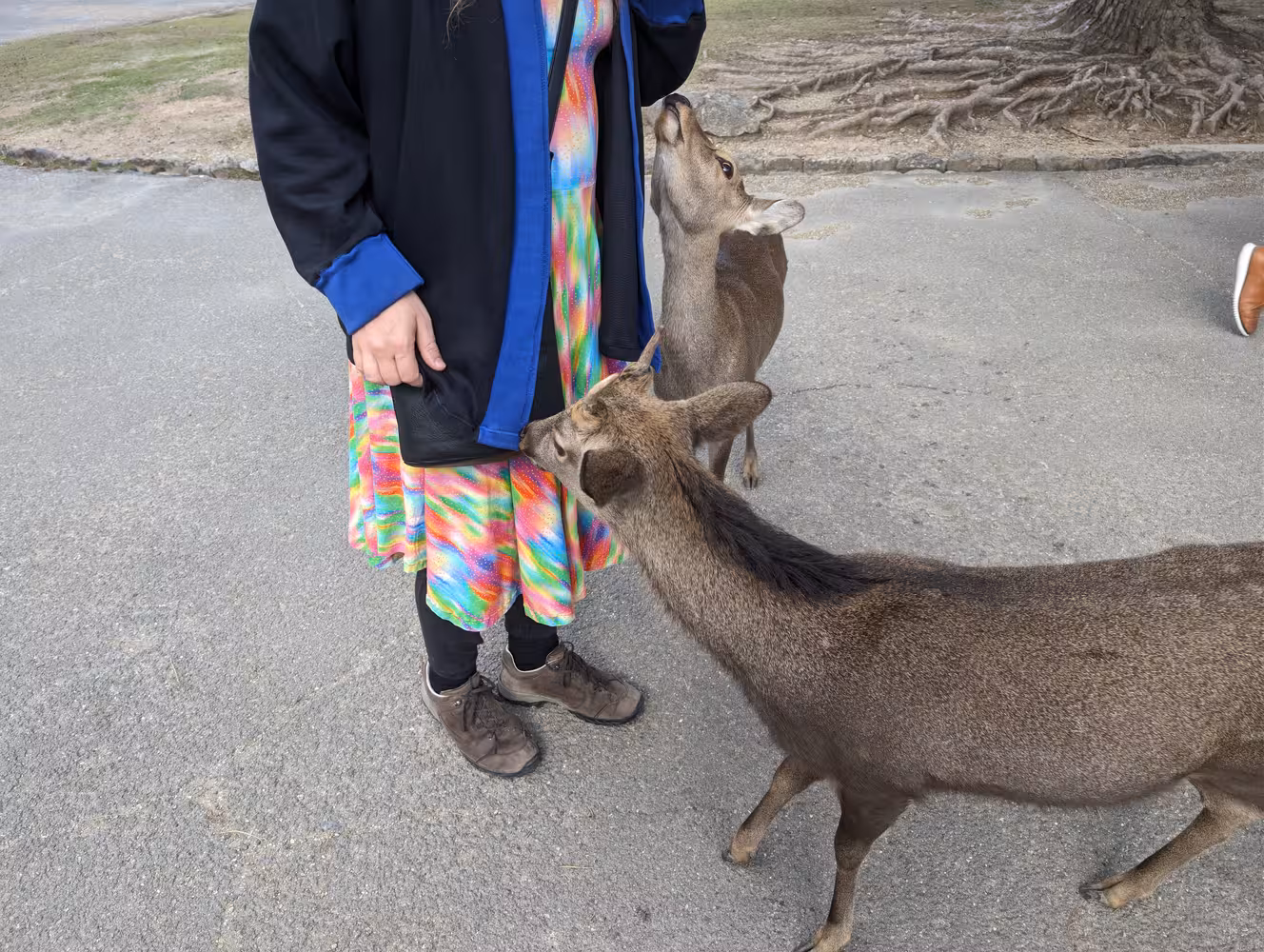 two deer sniffing on Fiona.