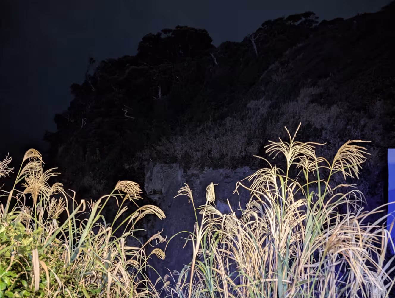 a very steep cliff on the other side of a chasm behind some lit up plants right in front of the camera.
